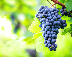 Boissons alcoolisées Boissons alcoolisées